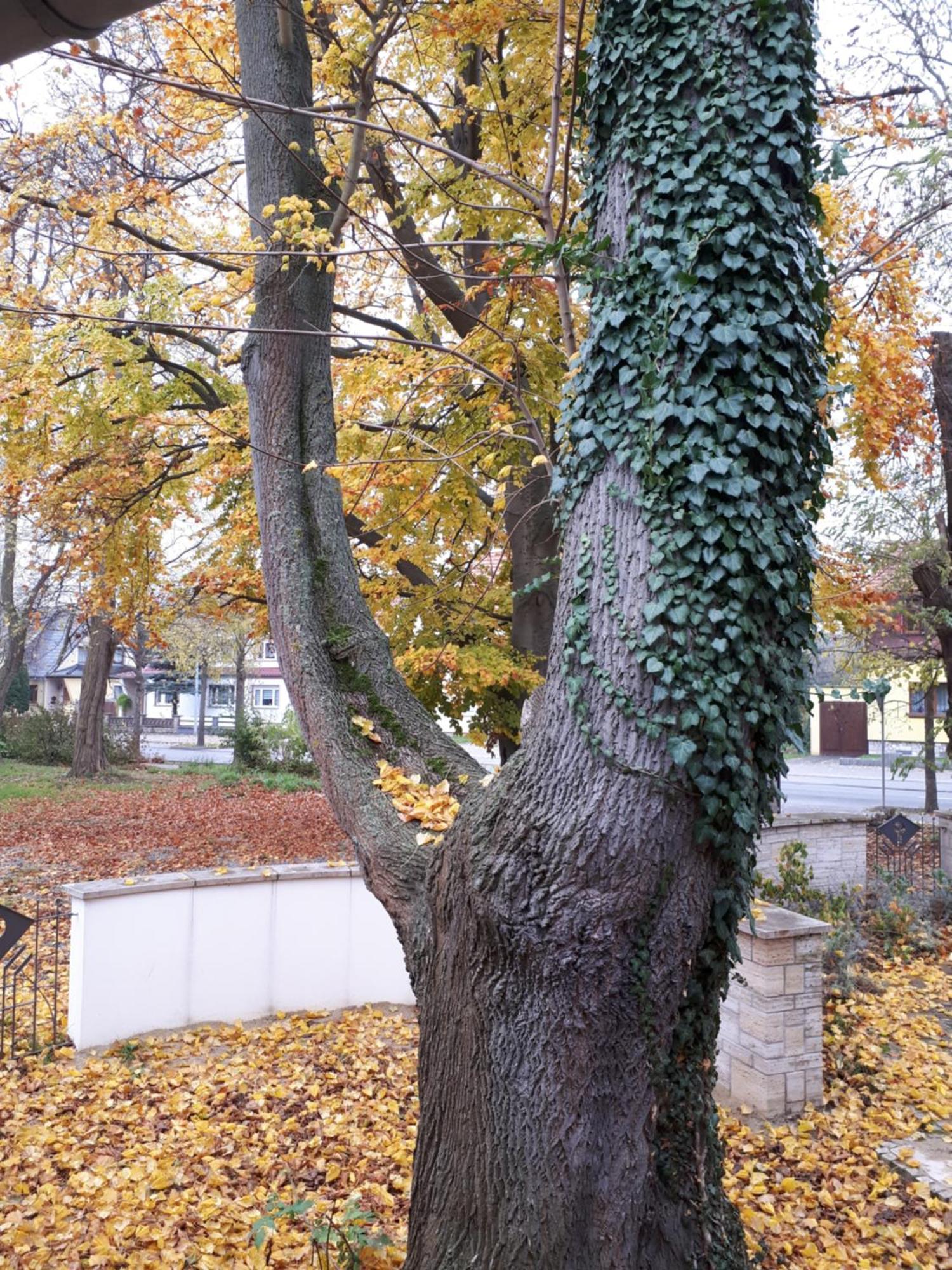 Cafe Hehrlich - Cafe, Pension & Mehr Bad Tennstedt ภายนอก รูปภาพ